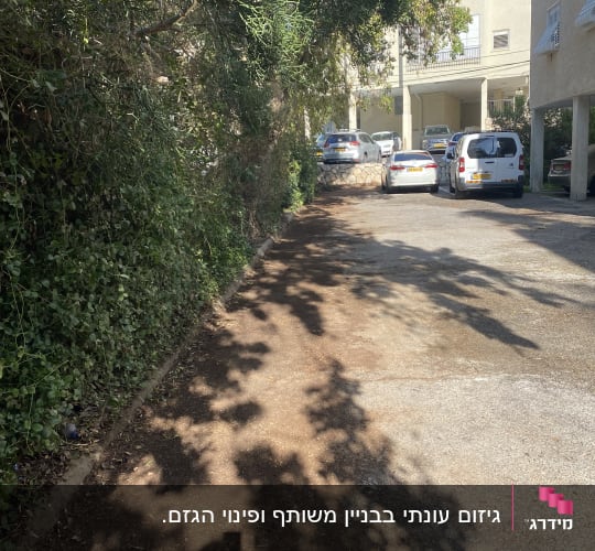 שביל עם צמחייה ועצים בצדדים